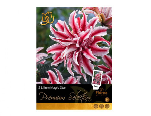 Lilium MAGIC STAR 2ks