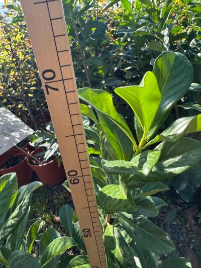 PRUNUS LAUROC. NOVITA C4L 60-80cm ( bobkovišeň lékařská 'Novita')