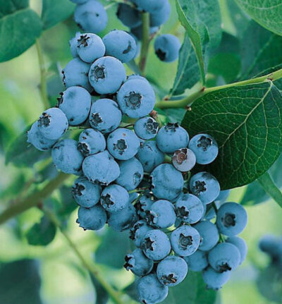 Vaccinium cor. 'Goldtraube 23' 30-40 K2,5l