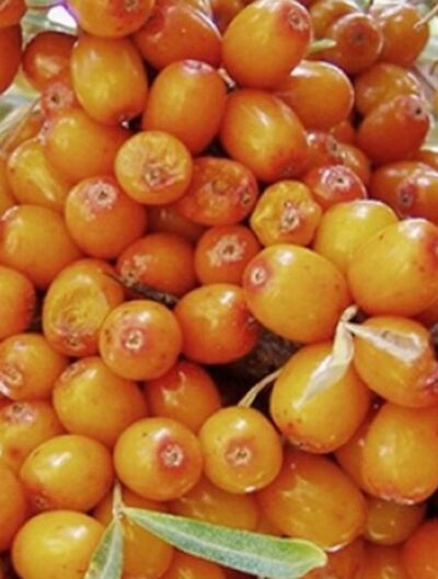 Hippophae rhamnoides Augustinka - velkoplodá - úrodná - K9