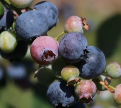 Vaccinium cor. 'Emblue' 30-40 K2,5l