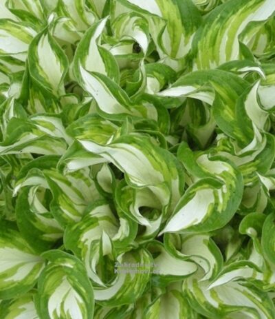 Hosta 'Kiwi Spearmint' - K2l