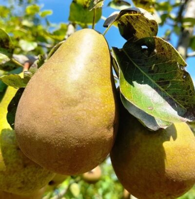 Hrušeň Viennská Novinka - podzimní K7,5