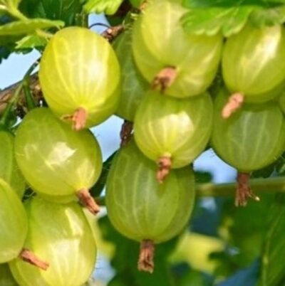 Angrešt stromkový Bílý nádherný K2l