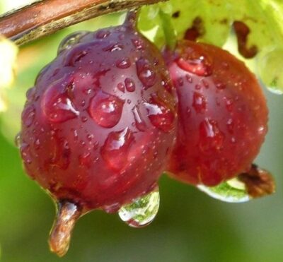 Angrešt červený 'Hinnonmaeki Rot' 40 RK2