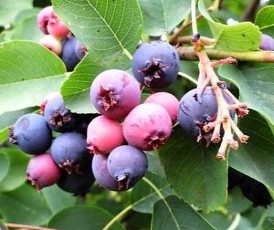 Amelanchier lamarckii ok 8-10 - 200-250KM K25l