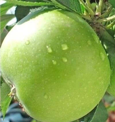 Jabloň Granny Smith - MM106 - K7,5 - pozdně zimní