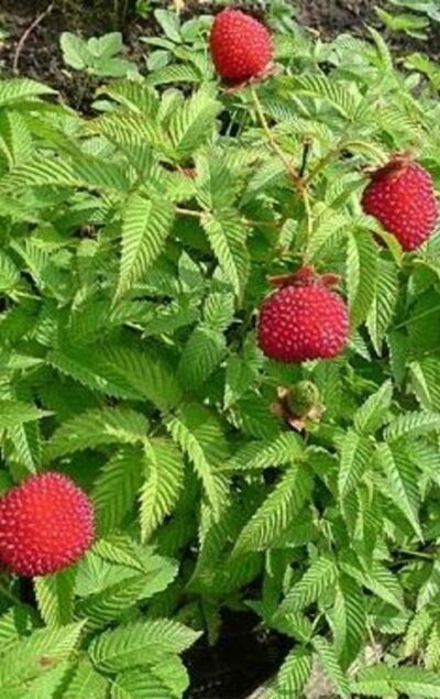 Rubus ilecebrosus - malinojahoda K11