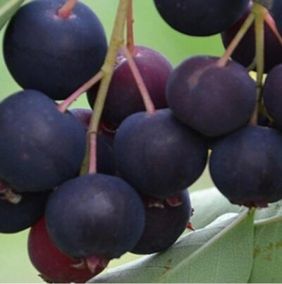 Amelanchier Honeywood K2l