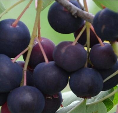 Amelanchier Honeywood - K11