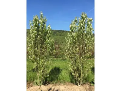 Amelanchier Obelisk K11 sloupovitý