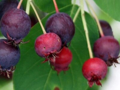 Amelanchier Obelisk K2l