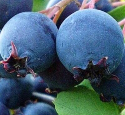 Amelanchier Thiessen K11