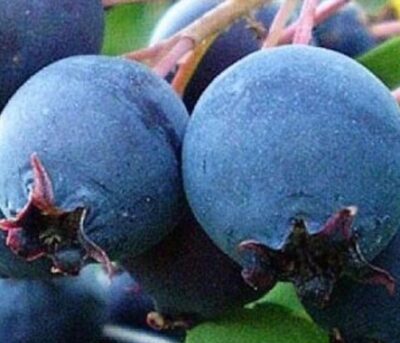 Amelanchier Thiessen K2l