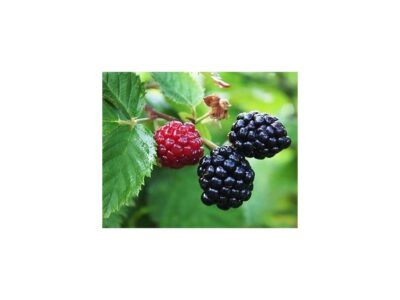 Ostružník Arapaho K2l