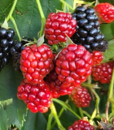 Ostružník Navaho K2l