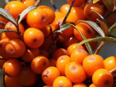 Hippophae rhamnoides Altajská - beztrnná, sladká K2l