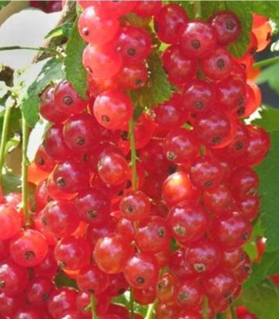 PK Rybíz keřový červený Rovada