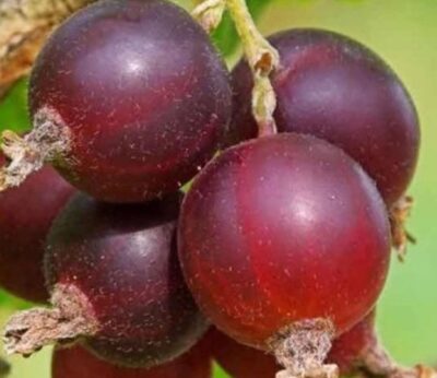 Rybíz x angrešt Josta 60KM