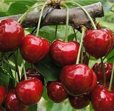 Třešeň Kasandra K7,5l raná 2 týden