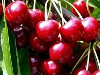 Třešeň Summit K7,5l - pozdní, samosprašná 5. týden