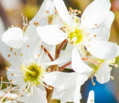 AMELANCHIER LAMARCKII C55/70L 175-200CM