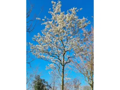 Amelanchier lamarckii K1,5l