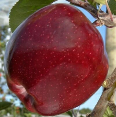 Jabloň Red Delicous M26 -K7,5- zimní