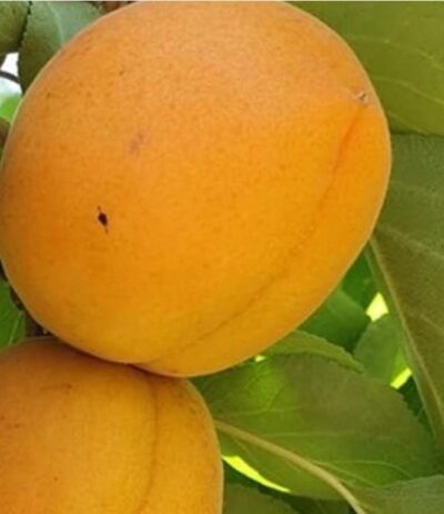 Meruňka sloupovitá zakrslá Compacta