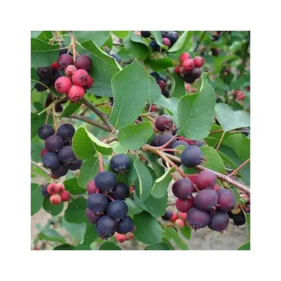 Amelanchier alnifolia 'Smoky' K2l