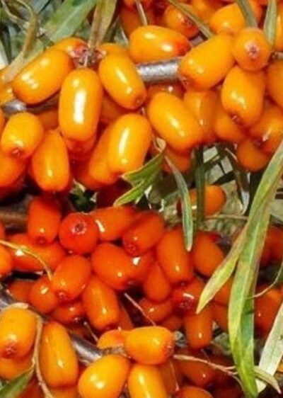 Hippophae rhamnoides Sudaruška - beztrnná, velkoplodá, raná - K9
