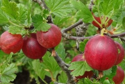 Angrešt keřový 'Hinnonmaeki 'Gul' K2l