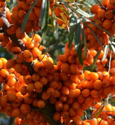 Hippophae rhamnoides Červená pochodeň -  velkopl.,črvnpld.., málo trnitá - K2l