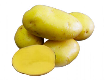 Sadbové brambory CAMELIA - žluté, polo rané 1kg