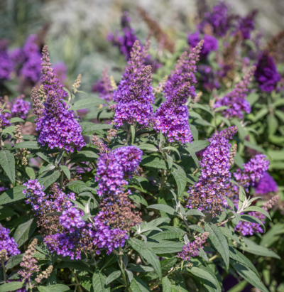 Buddleja davidii 'Candy Little Lila' VKR2L