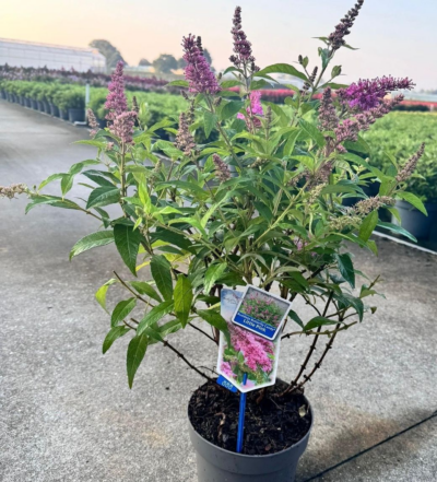 Buddleja davidii 'Candy Little Pink' VKR2L