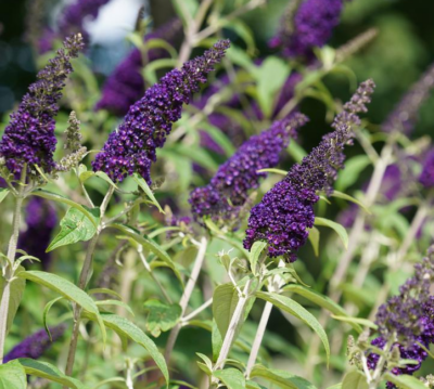 Buddleja davidii 'Candy Little Purple' VKR2L
