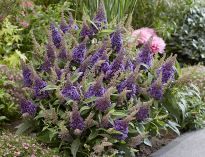 Buddleja davidii 'Candy lila Sweet' VKR2L