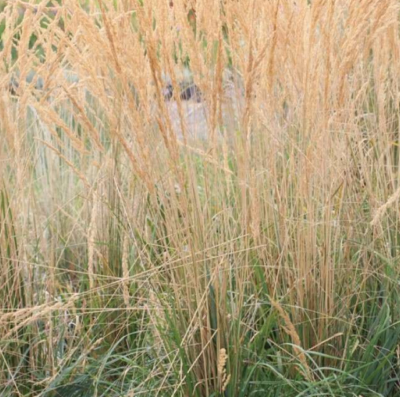 Calamagrostis acutiflora 'Karl Foerster VKRL2