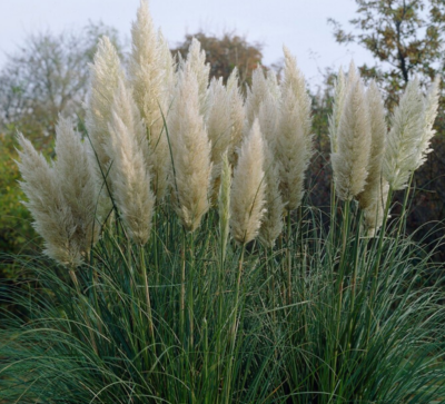 Cortaderia selloana 'Pumila' VKR4L
