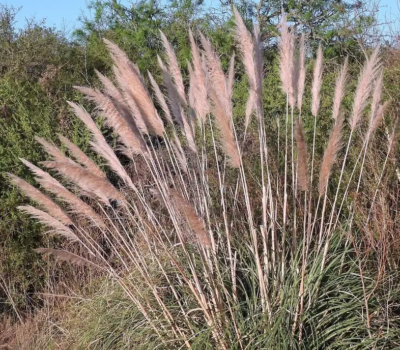 Cortaderia selloana 'Rosea' VKR4L