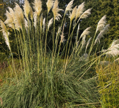 Cortaderia selloana 'Sunningd. Silver' VKR4L