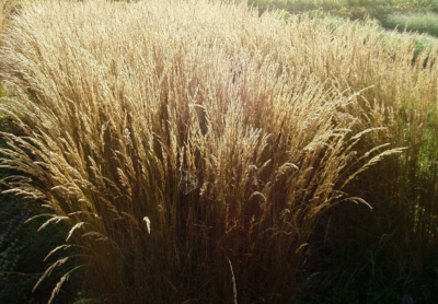 Deschampsia cespitosa 'Bronzeschleier' VKR4L