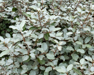 Elaeagnus ebbingei Compacta K17