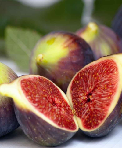 Ficus carica 'Brown Turkey' 30-40 K2L