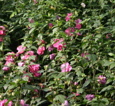 Hibiscus syriacus 'Duc de Brabant' VKR2L
