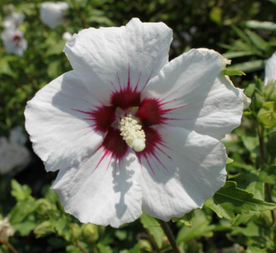 Hibiscus syriacus 'Mathilde' VKR2L