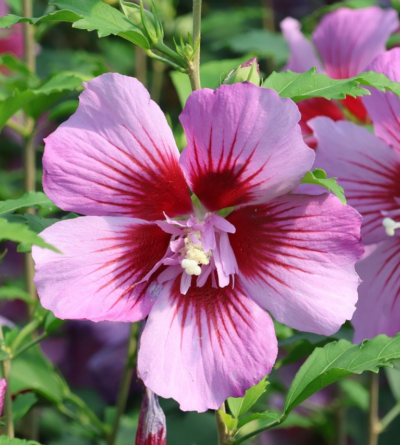 Hibiscus syriacus 'Russian Violet' VKR4L