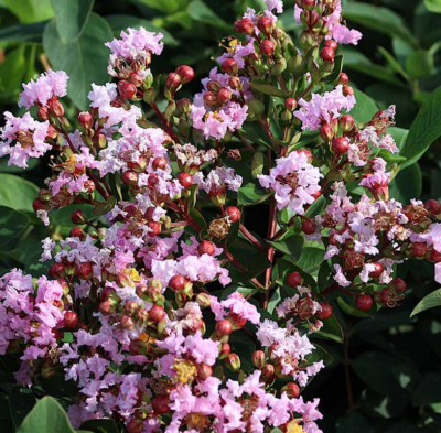 Laegerstroemia indica 'With Love Babe' 40-50 C5l