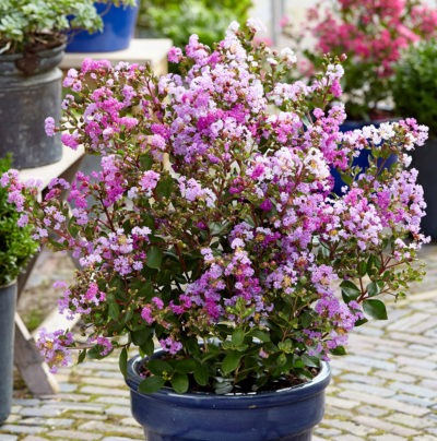 Laegerstroemia indica 'With Love Eternal' 40-50 C5L